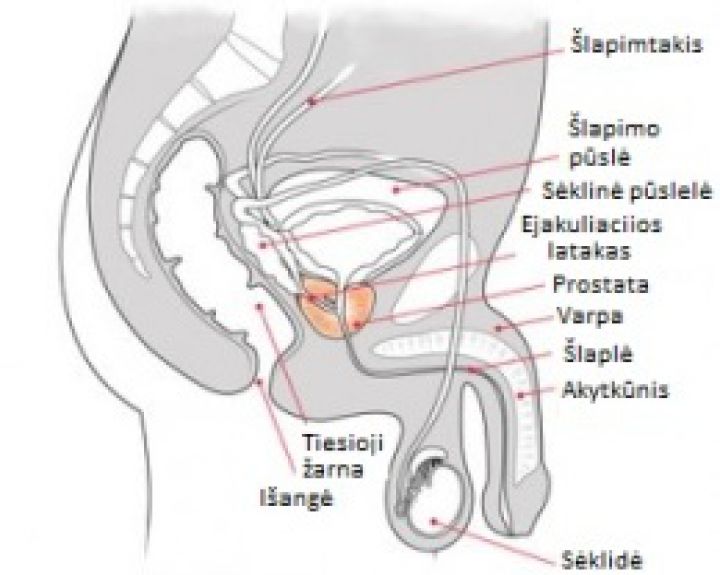 Vidutinis lytiniu organu dydis pasaulyje Padidejes spermos narys